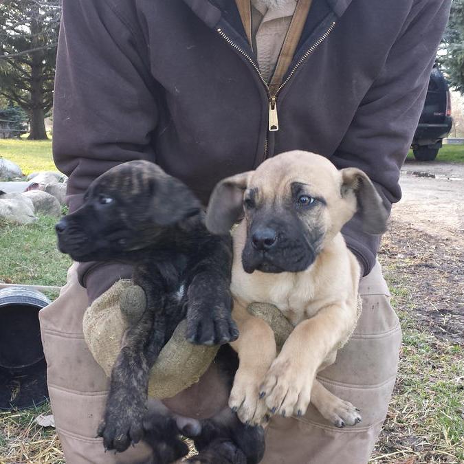 Me holding Presa puppies I bought from Montreal Presa